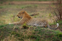 Levhart skvrnity - Panthera pardus - Leopard o8653